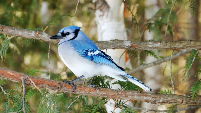 What Is the Most Common Bird in Massachusetts? 5 Blue Jays