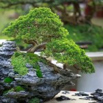Japanese Bonsai Tools Explained