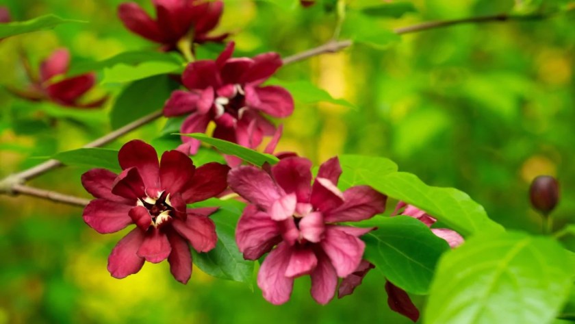 9 Shrubs That Smell Nice (Images With Growing Guides) 10 Calycanthus