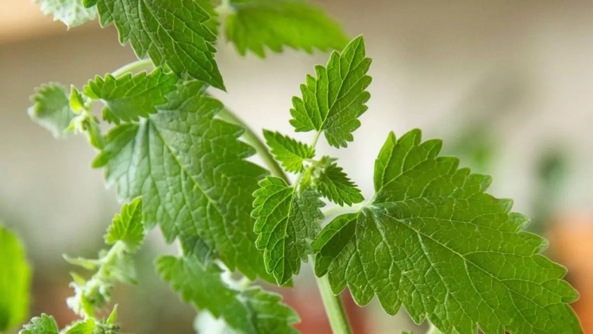 10 Outdoor Plants That Repel Mosquitoes 9 Catnip