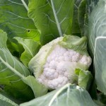 Cauliflower