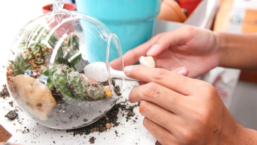 How to Clean Moss for Terrarium 2 Cleaning Moss in a Terrarium