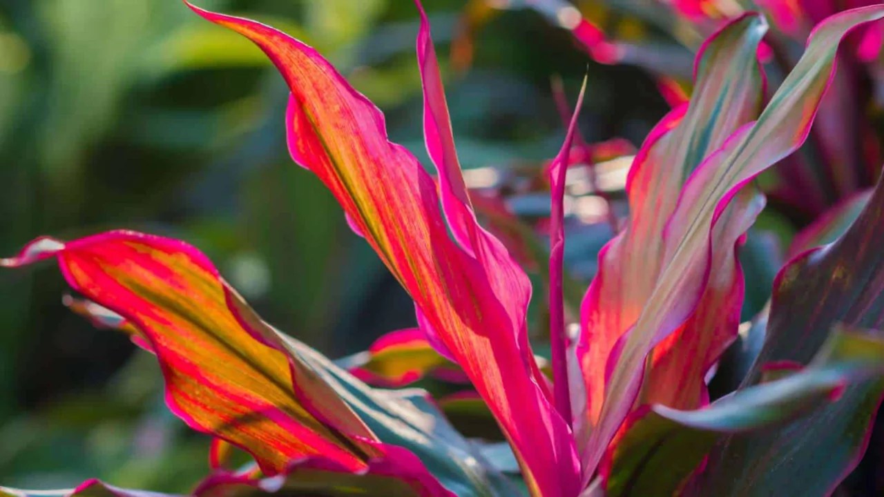Cordyline Problems