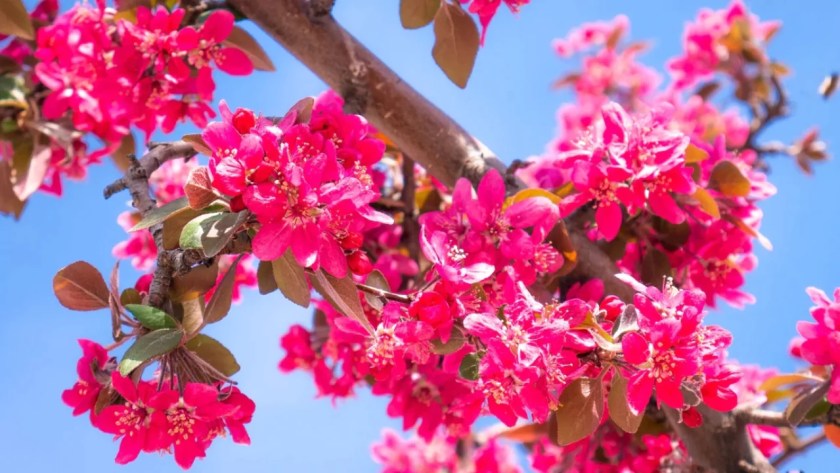11 Trees That Look Just Like Japanese Cherry Blossom 5 Crab apple tree