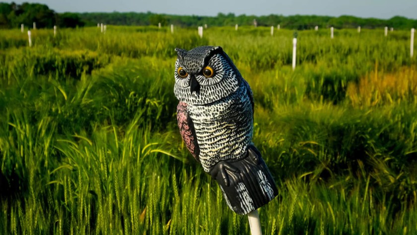 Ways to Protect Fruit Trees from Birds 5 Decoy predator