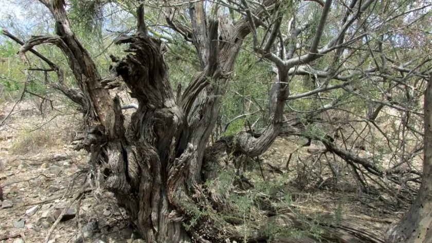 7 Trees With Smooth Barks 1 Desert Ironwood trees