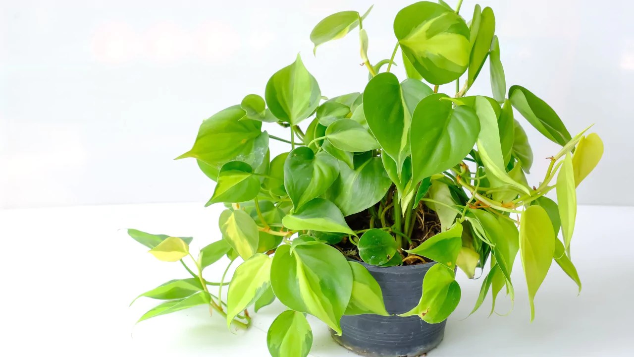 How to Tell the Difference Between Pothos vs Philodendron