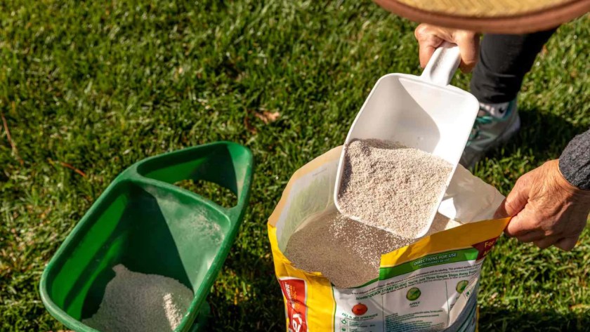How to Revive a Lawn After Scarifying 2 Dont skip using lawn fertilizer