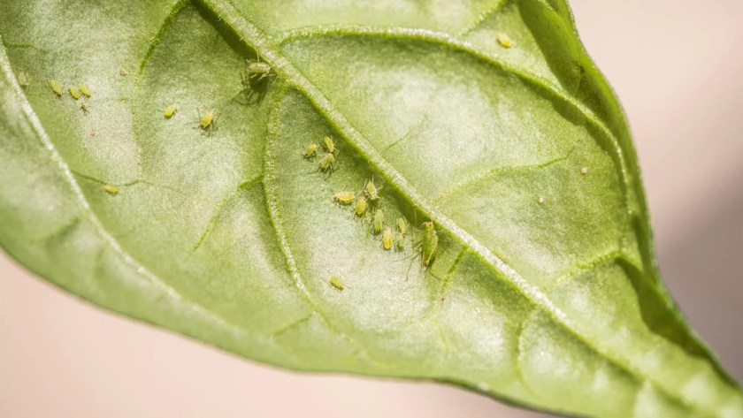 Can You Drown Aphids? (Get Rid of Them from Your Backyard) 1 Drowning Aphids