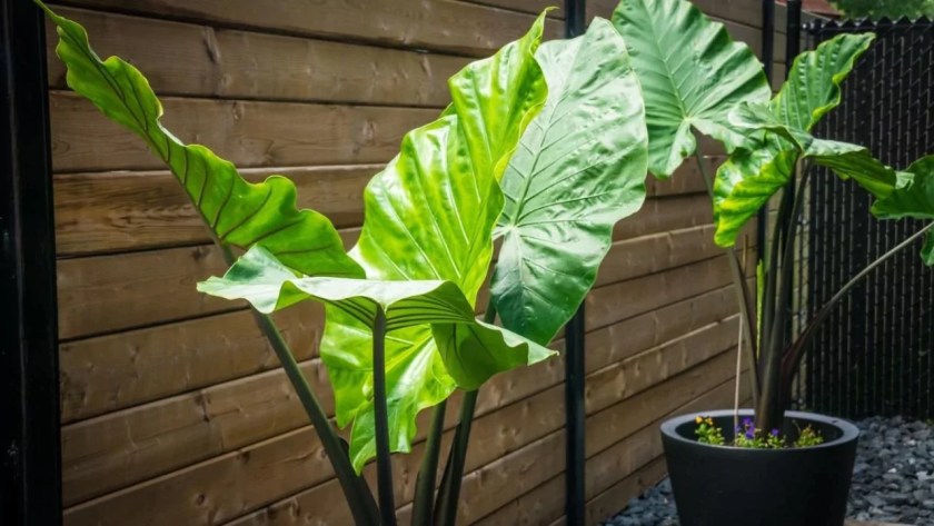 Why Is My Elephant Ear Plant Dripping Water 2 Elephant ear plants drip