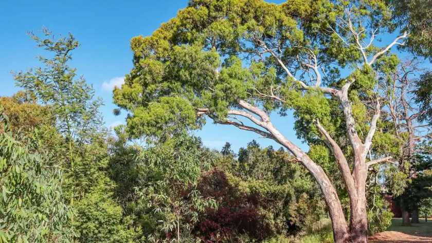 7 Trees With Smooth Barks 2 Eucalyptus trees