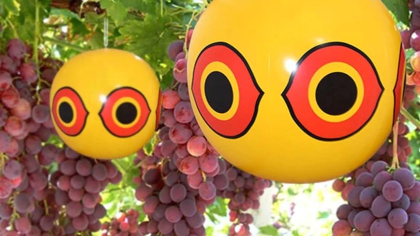 Ways to Protect Fruit Trees from Birds 3 Eye balloons