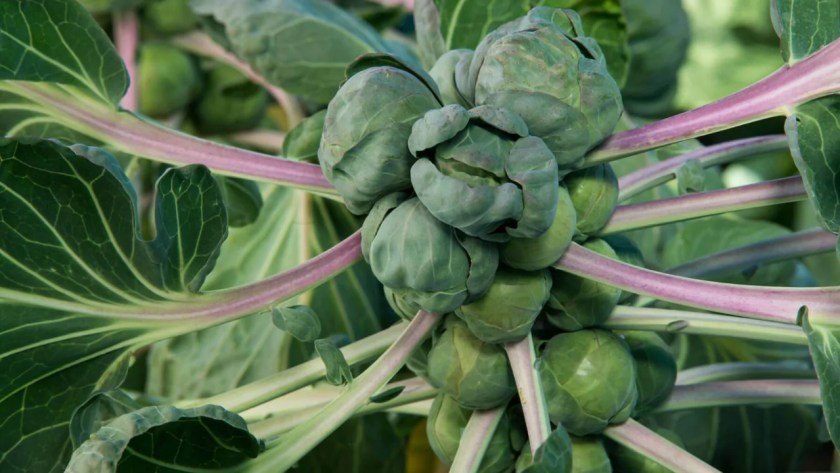 How to Choose the Best Fertilizer for Brussel Sprouts 1 Fertilize Brussel sprouts