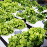 How to Keep pH Stable in Hydroponics