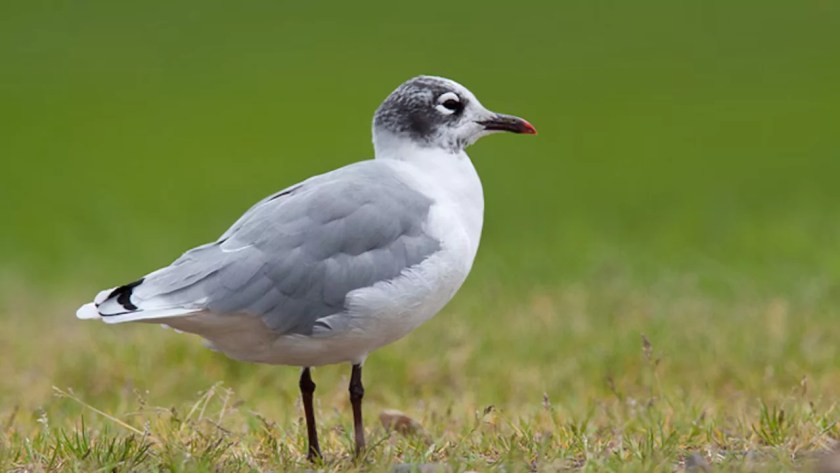 What Is the Most Common Bird in Massachusetts? 2 Franklins Gull
