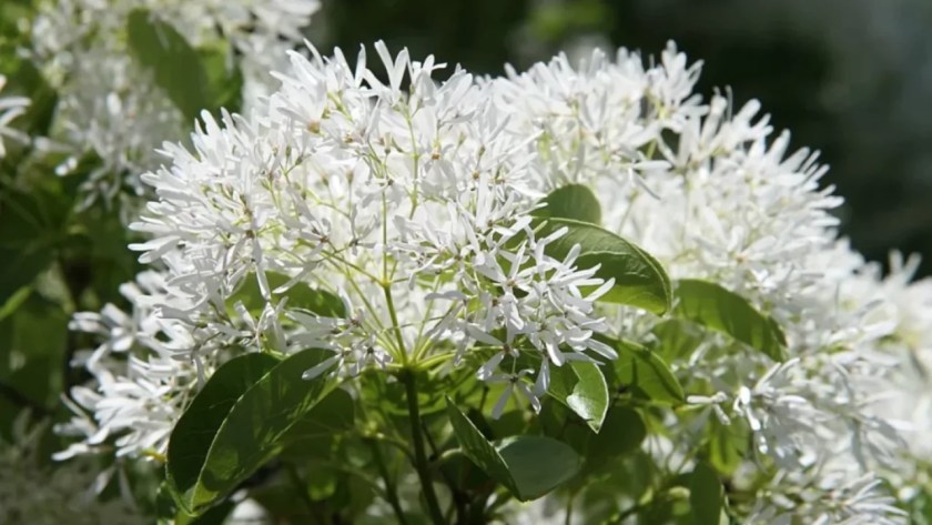 10 Trees With White Flowers 6 Fringe Tree