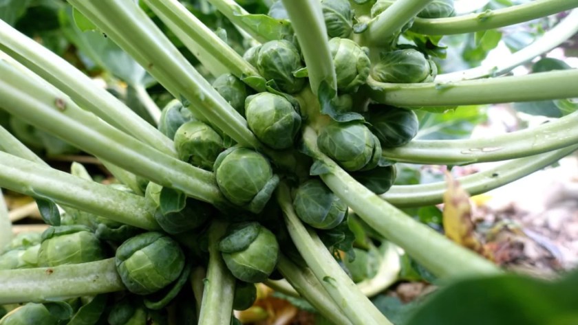How to Choose the Best Fertilizer for Brussel Sprouts 2 Growing Brussel sprouts