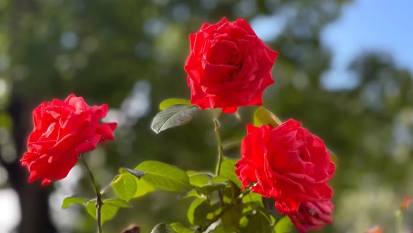 Do Roses Like Ground Coffee? (Good Or Bad Feed?) 2 Growing red roses 1