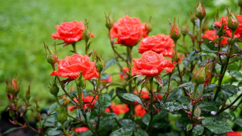 Do Roses Like Ground Coffee? (Good Or Bad Feed?) 3 Growing red roses 2
