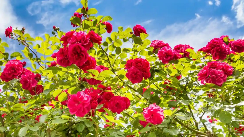 Do Roses Like Ground Coffee? (Good Or Bad Feed?) 4 Growing red roses 3