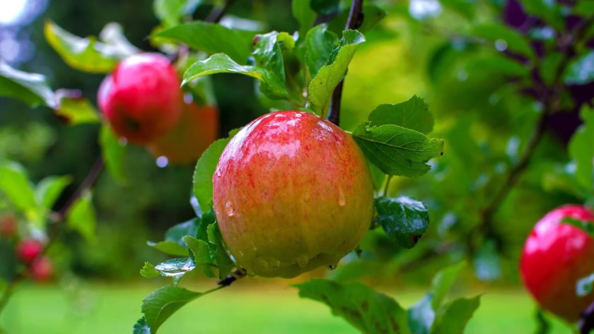 Ways to Protect Fruit Trees from Birds 9 Healthy apples