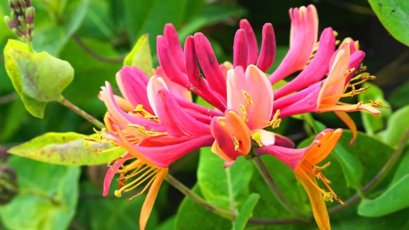 9 Shrubs That Smell Nice (Images With Growing Guides) 9 Honeysuckle