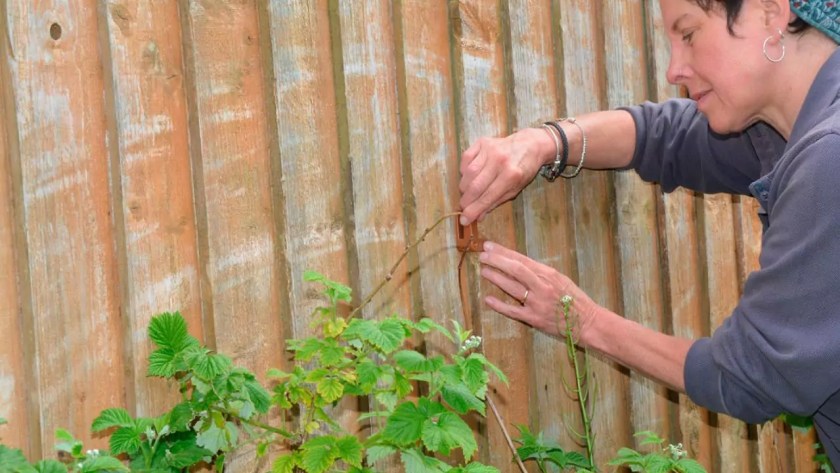 Growers Guide For Raspberries In Texas 6 How to support raspberry bushes