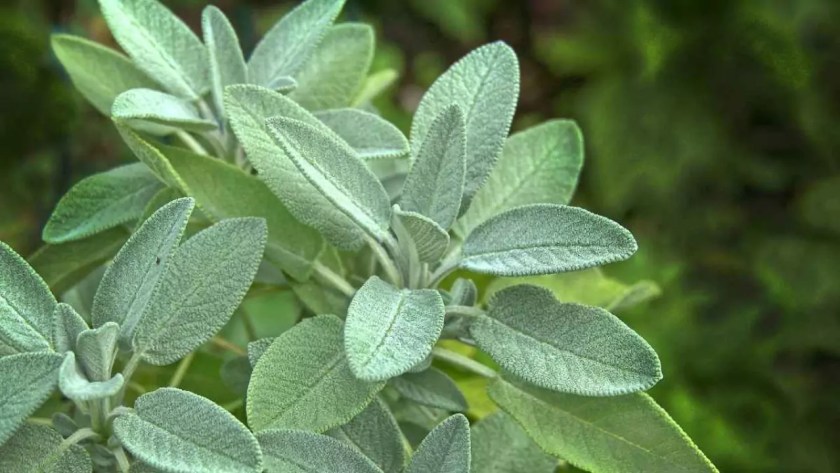 10 Outdoor Plants That Repel Mosquitoes 7 Humidity sage