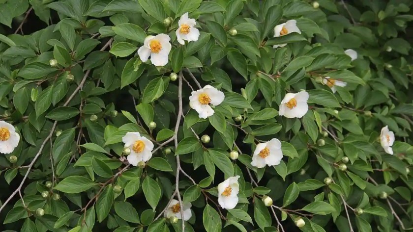 7 Trees With Smooth Barks 5 Japanese Stewartia