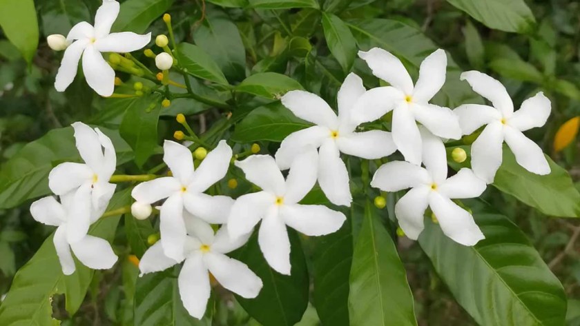 9 Shrubs That Smell Nice (Images With Growing Guides) 8 Jasmine
