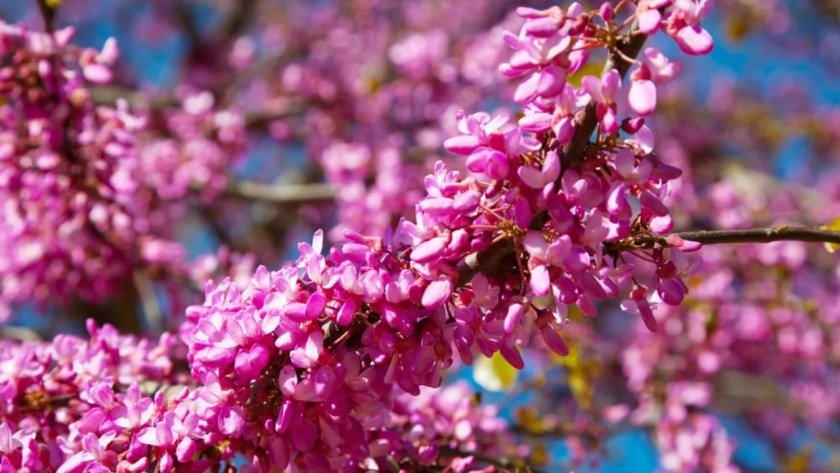 11 Trees That Look Just Like Japanese Cherry Blossom 11 Judas tree