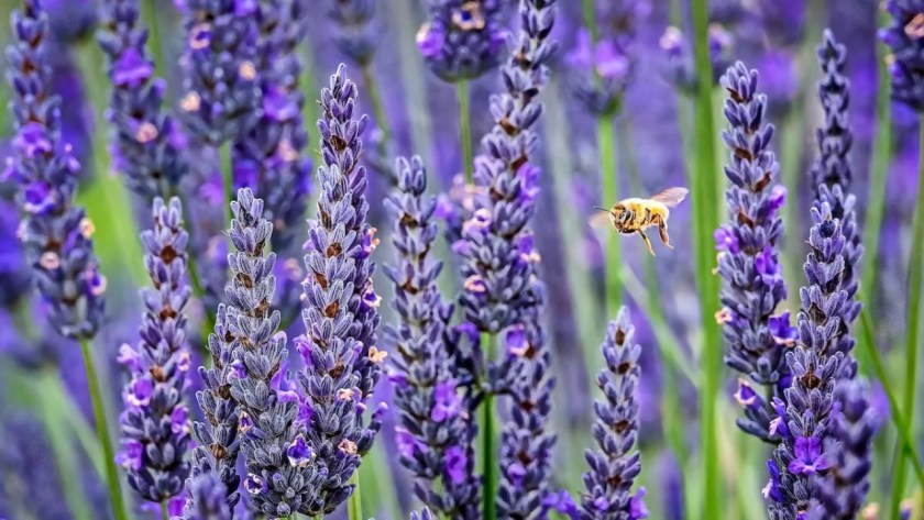 9 Shrubs That Smell Nice (Images With Growing Guides) 4 Lavender