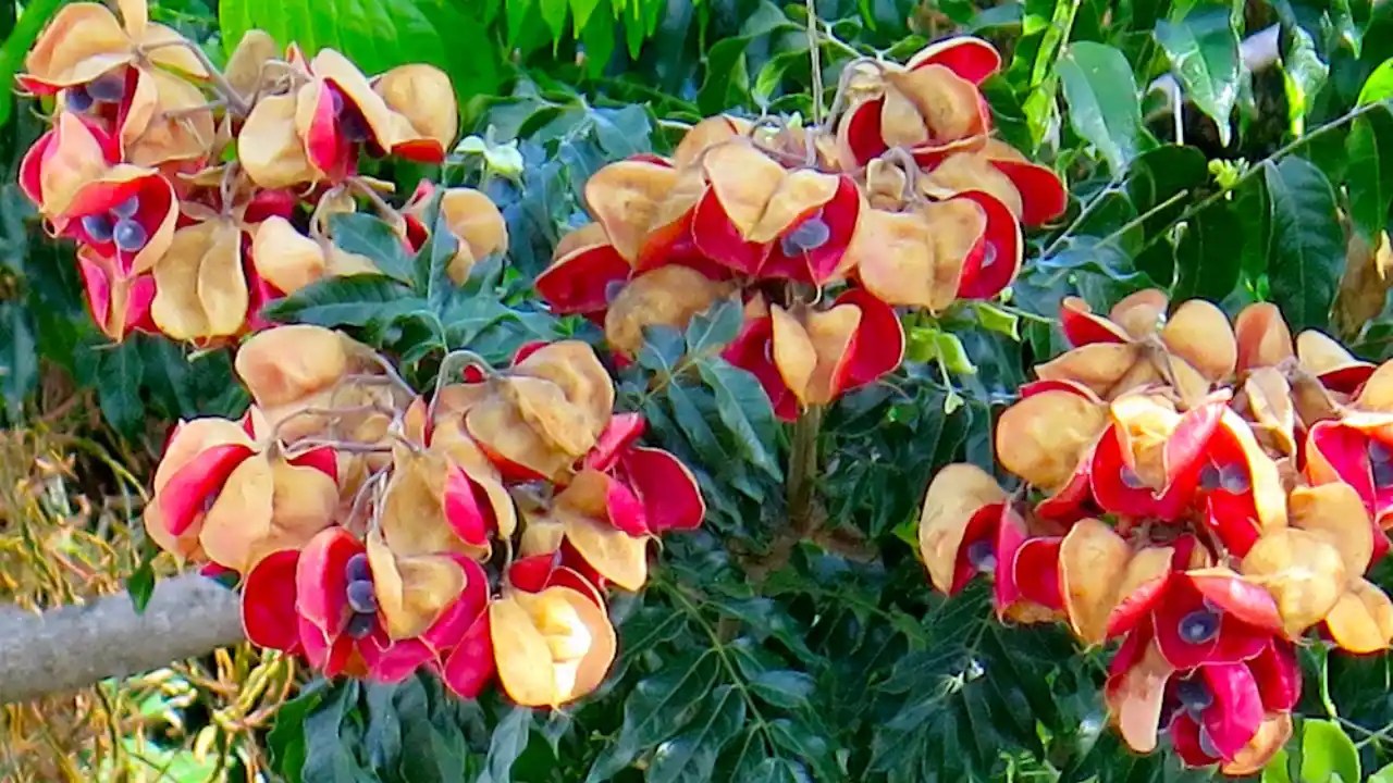 Growing Guide For Mgambo Tree