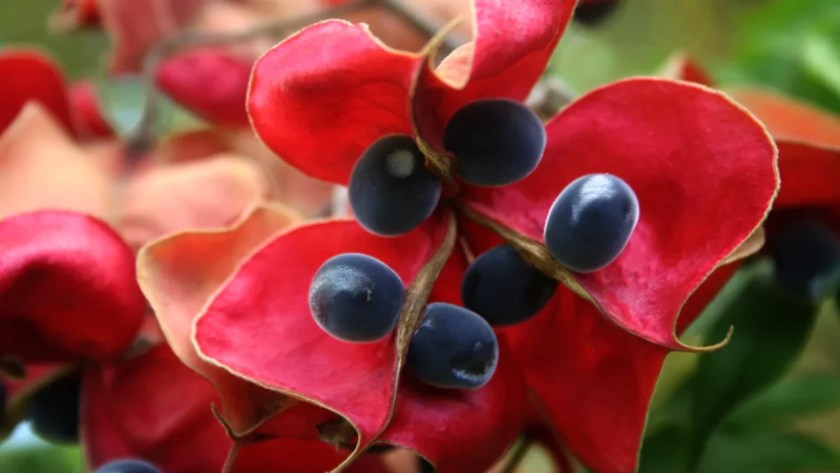 Growing Guide For Mgambo Tree 2 Mgambo seeds