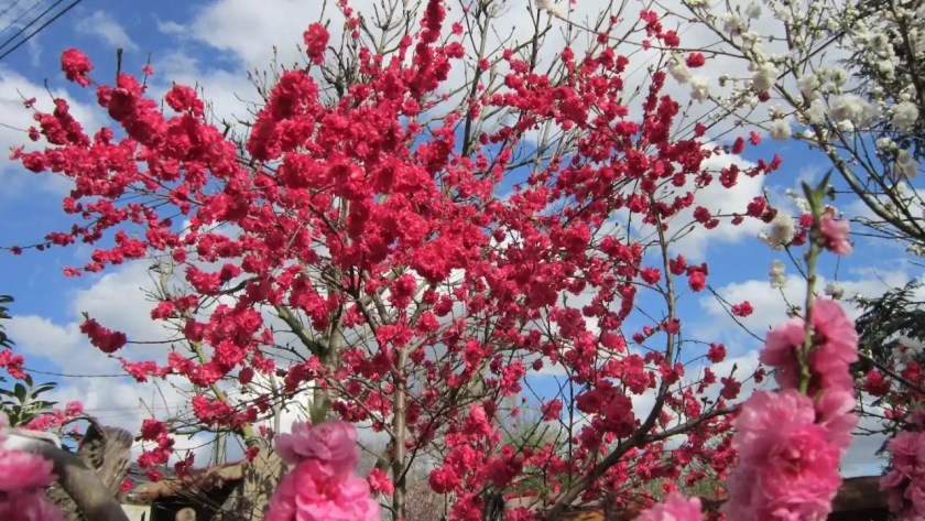 11 Trees That Look Just Like Japanese Cherry Blossom 3 Ornamental peach tree