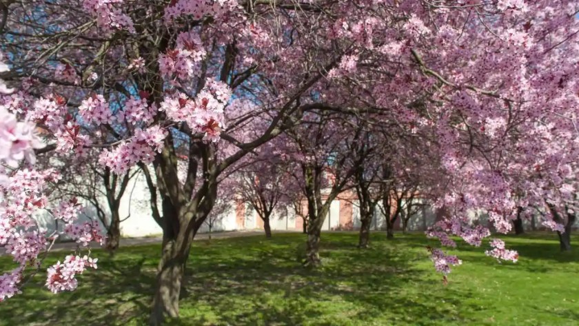 11 Trees That Look Just Like Japanese Cherry Blossom 4 Ornamental plum tree