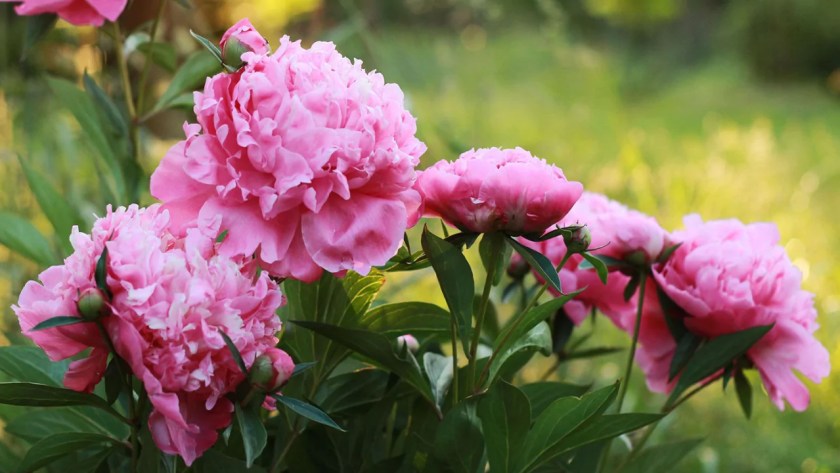 What To Do with Your Peony Bushes After They Bloom 4 Peony bush backyard