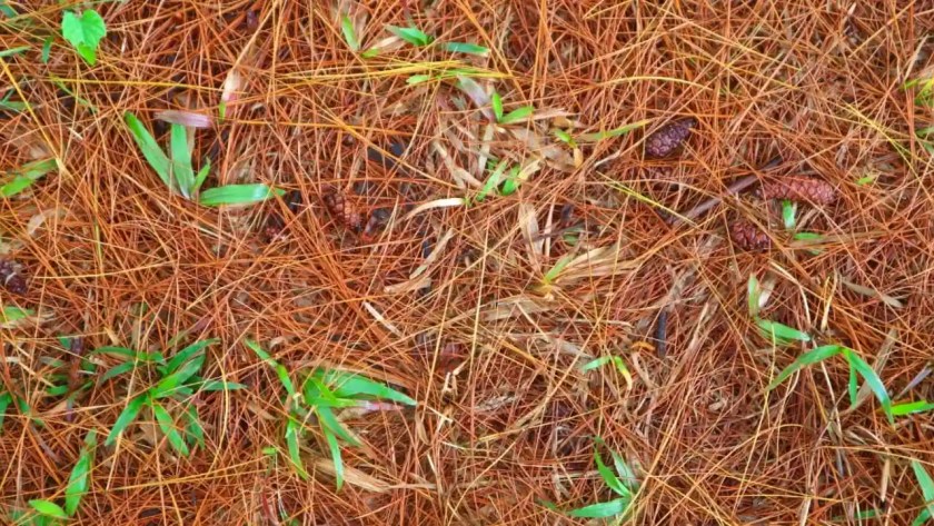 Don’t Use Pine Needles As Mulch Before Reading This Article 1 Pine needles mulch