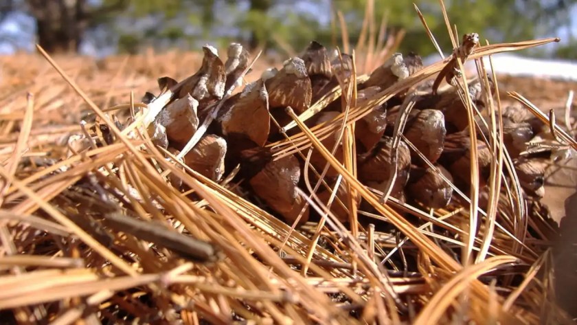 Don’t Use Pine Needles As Mulch Before Reading This Article 3 Pine needles
