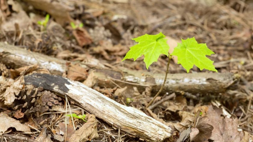 Do Trees Grow In Winter 5 Planting Maple tree