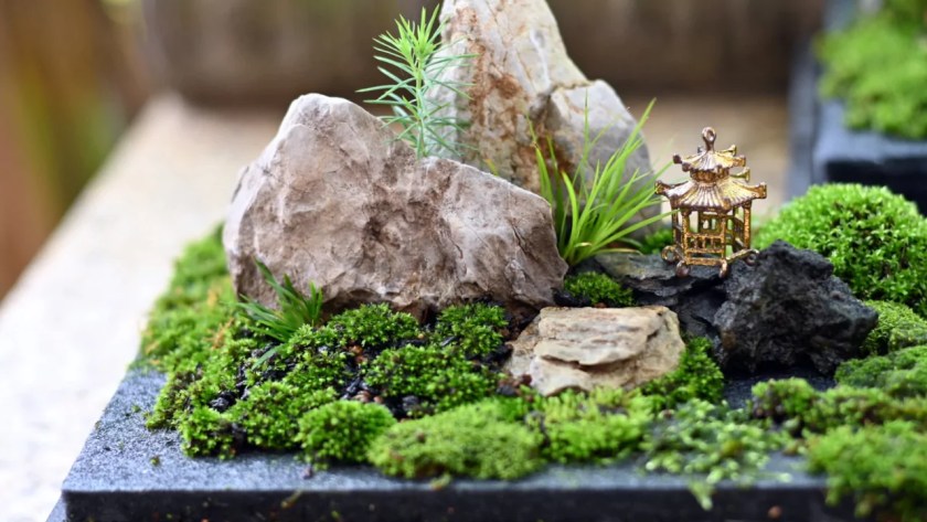 How to Make a Zen Garden Terrarium 4 Plants for Zen terrarium garden