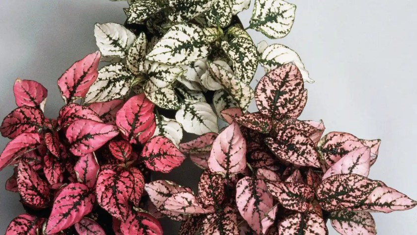 The Polka Dot Plant – A Complete Guide 4 Pruning Polka Dot plant