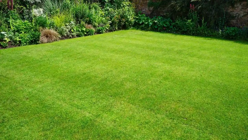 How to Revive a Lawn After Scarifying 1 Revive your lawn after scarifying