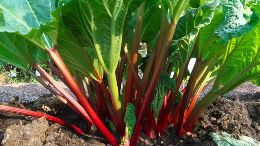 Why Is My Rhubarb Wilting? (4 Best Solutions) 1 Rhubarb wilting
