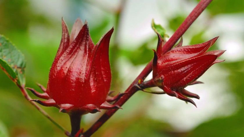 How to Grow Roselle from Cutting 1 Roselle cutting