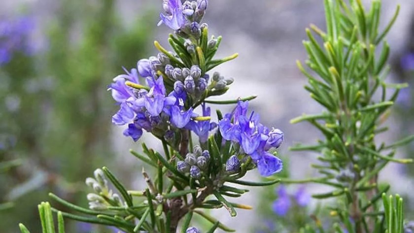 9 Shrubs That Smell Nice (Images With Growing Guides) 6 Rosemary