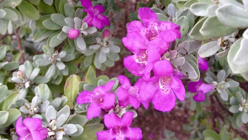 9 Shrubs That Smell Nice (Images With Growing Guides) 5 Sage 1
