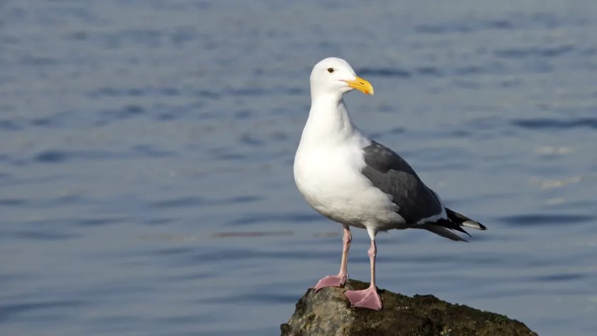 Do Seagulls Take Fish From Garden Ponds? Protect Your Fish From Seagulls 2 Seagull