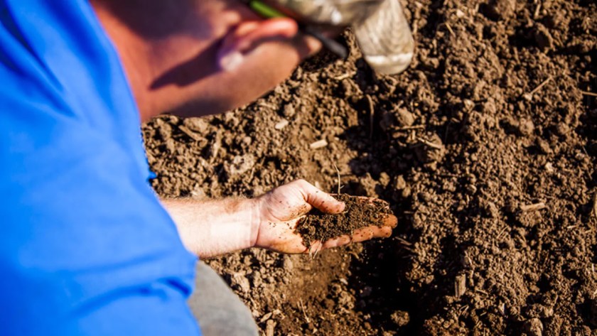 Ways to Protect Fruit Trees from Birds 14 Soil Fertilization