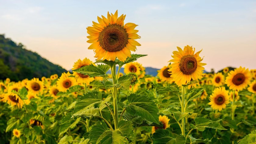 Dwarf Sunflowers (Complete Growers Guide) 9 Sowing dwarf sunflowers 1